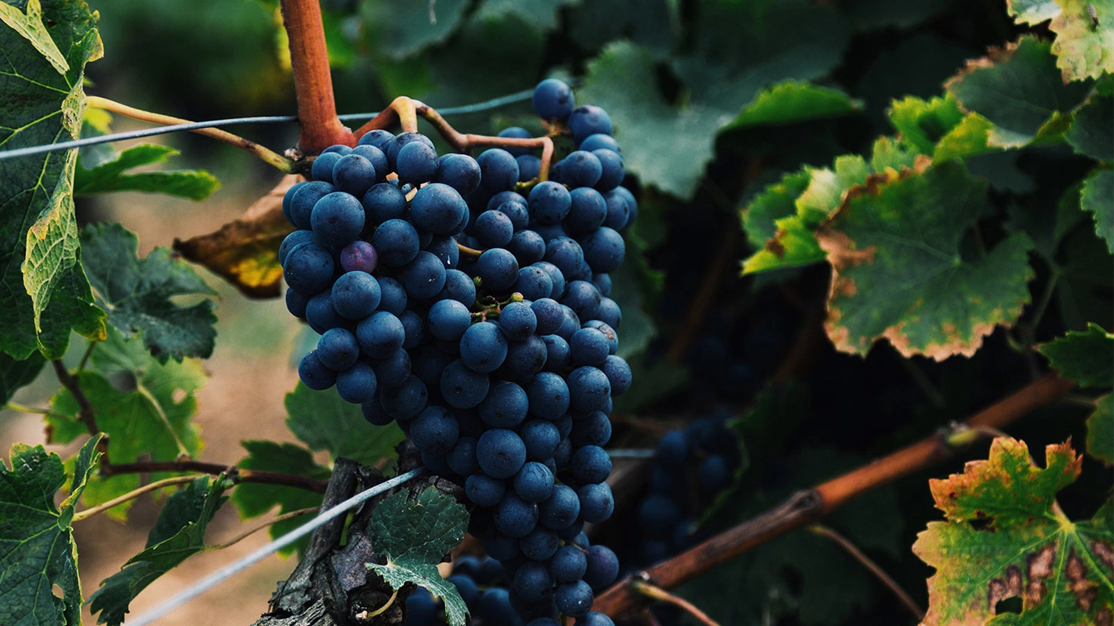 Giống nho làm nên rượu vang Vanita Primitivo Di Manduria Vendemmia