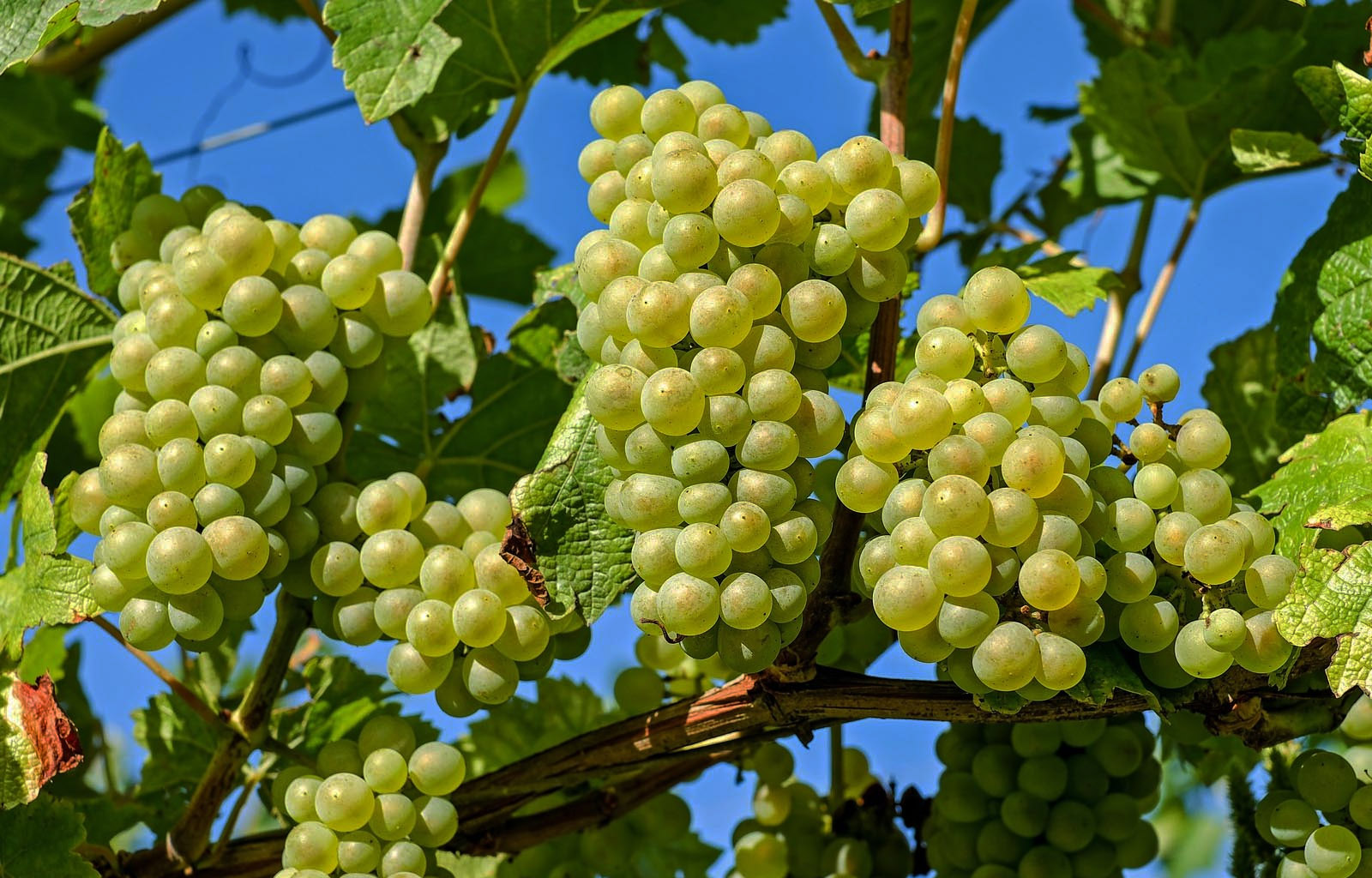 Giống nho làm nên rượu vang trắng Aromo Reserva Privada - Chardonnay