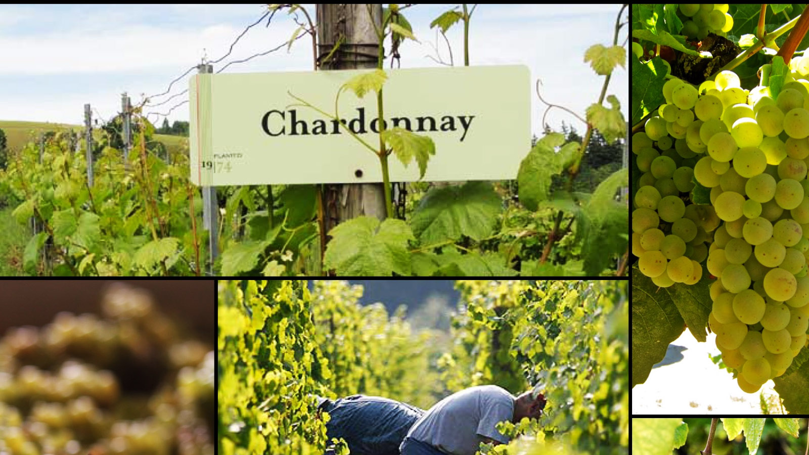 Phương pháp sản xuất rượu vang trắng Carmen Gran Reserva Chardonnay
