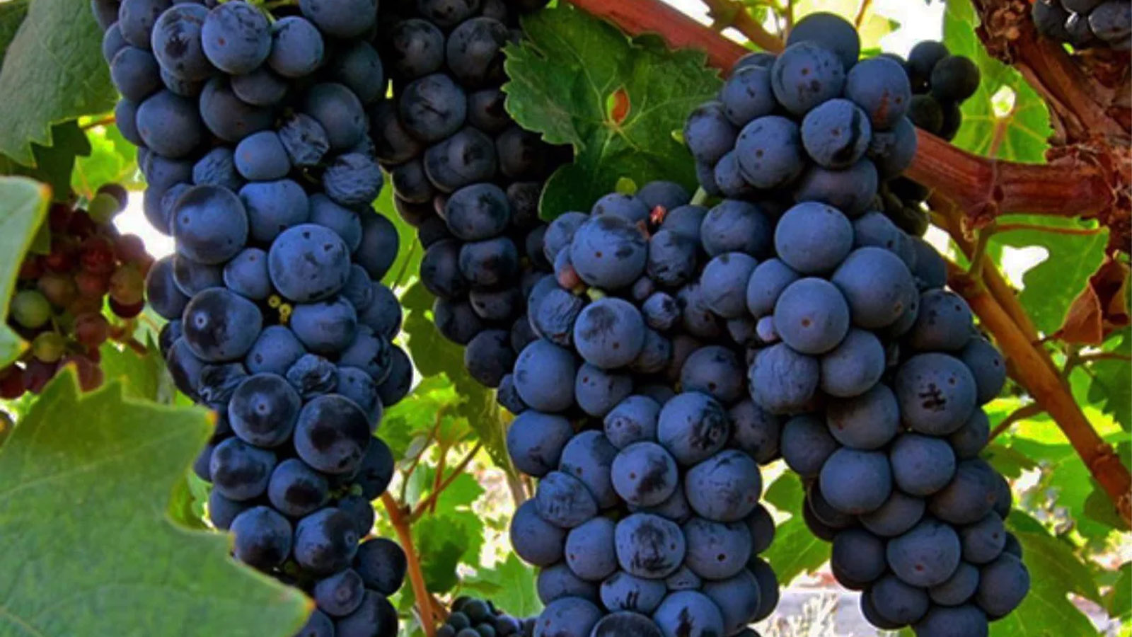 Quy trình sản xuất rượu vang Luccarelli Primitivo Vintage Edition