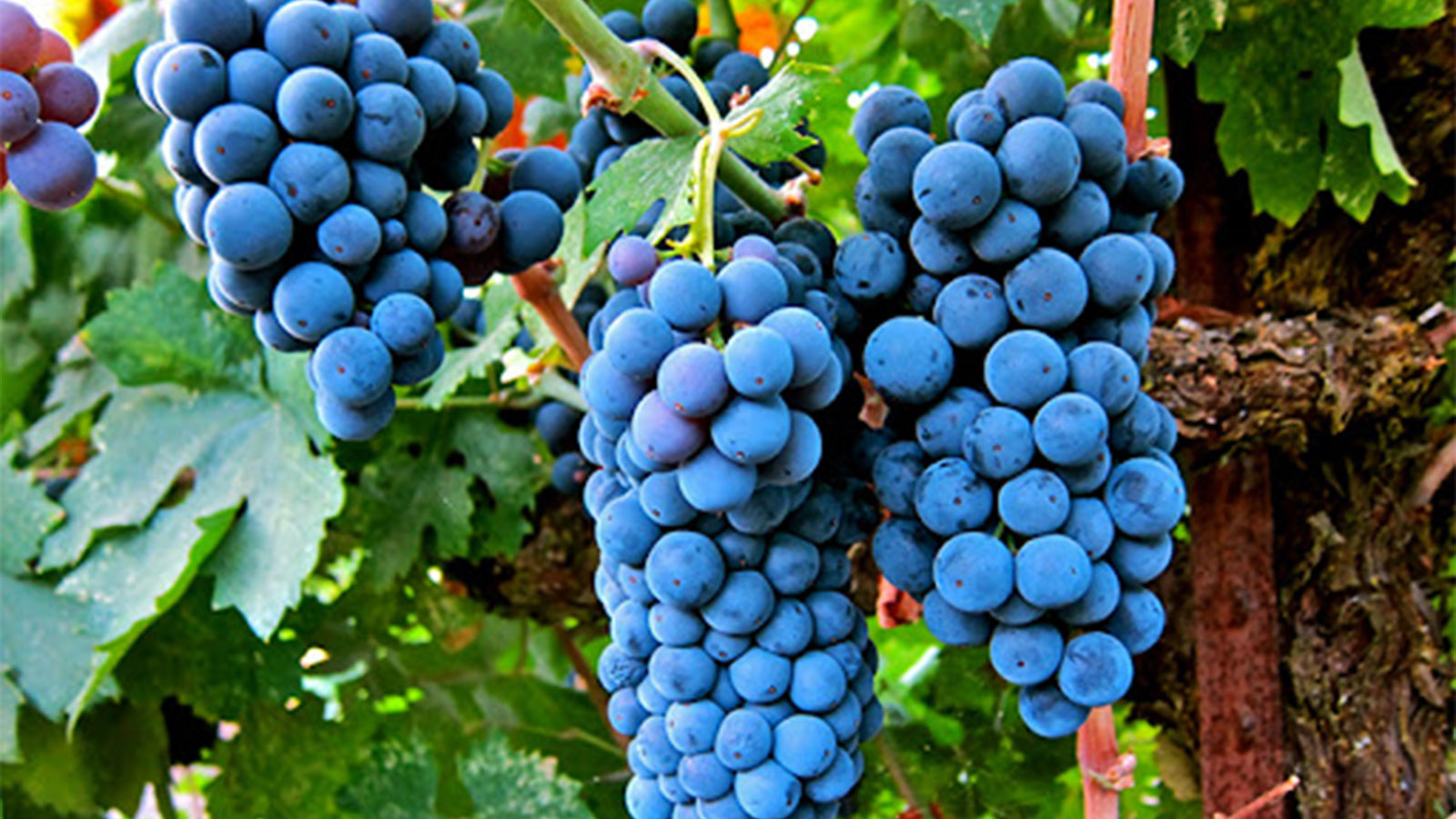 Rượu vang đỏ Aromo Merlot có gì đặc biệt