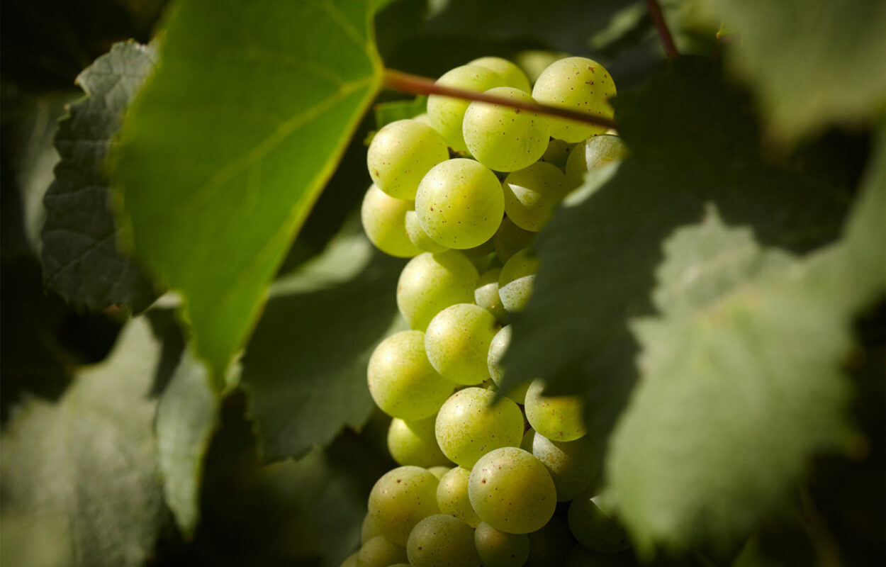 Đỡ Buồn Beer & Wine
