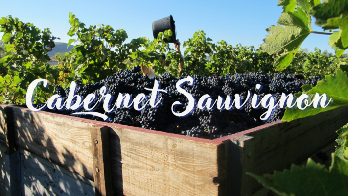 Đặc điểm của giống nho Cabernet Sauvignon