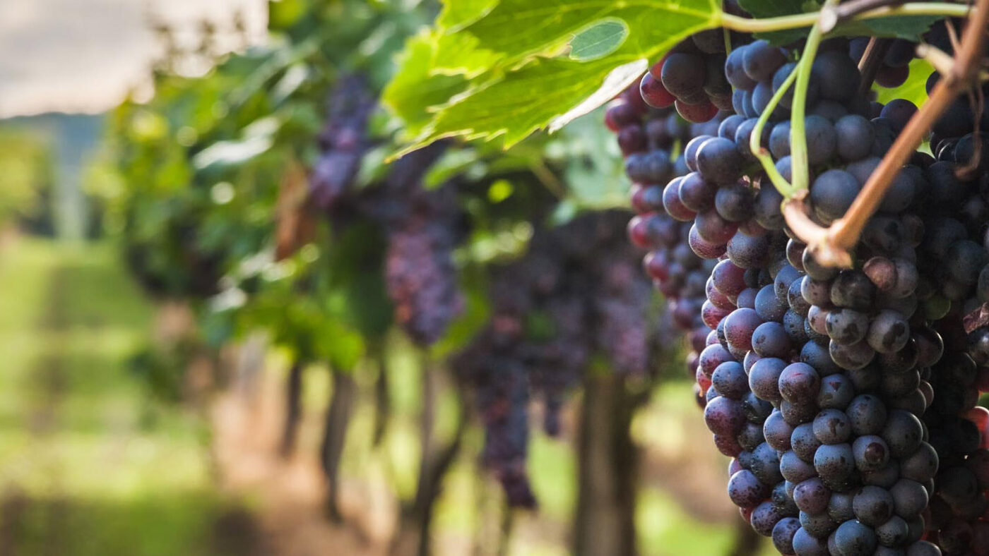 Đỡ Buồn Beer & Wine