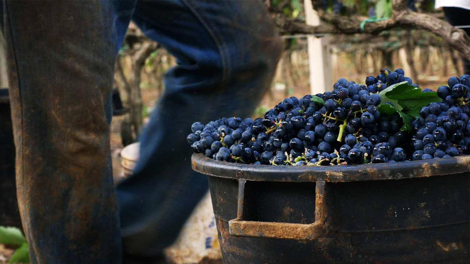 Quy trình sản xuất rượu vang đỏ Cuvee Cinquantenario Anniversario Vino Rosso D’Italia