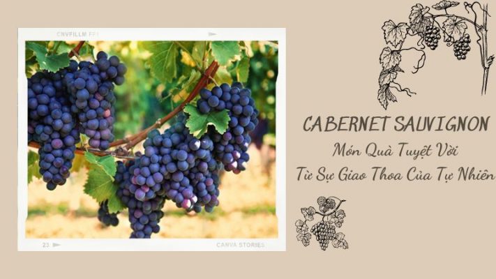 CABERNET SAUVIGNON